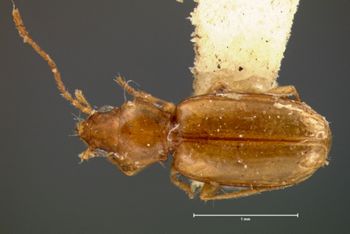 Media type: image;   Entomology 5564 Aspect: habitus dorsal view